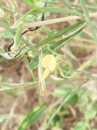Aeschynomene indica observed 2026-09-27
