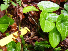 Hexastylis shuttleworthii