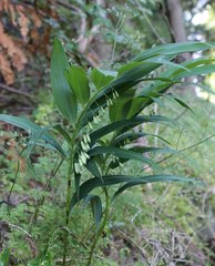 Polygonatum falcatum