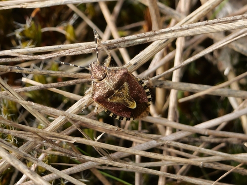 Sloe Bug