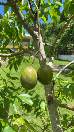 Spondias dulcis observed 2026-09-26