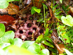 Hexastylis shuttleworthii