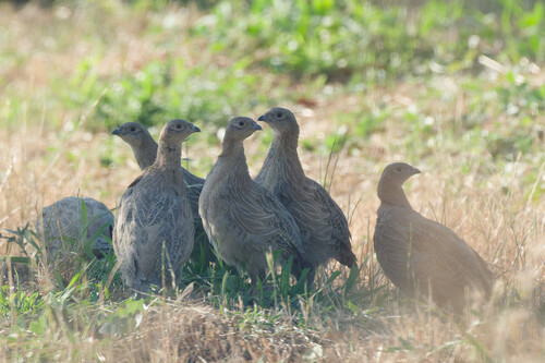 Gray Partridge