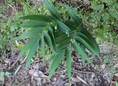 Polygonatum falcatum