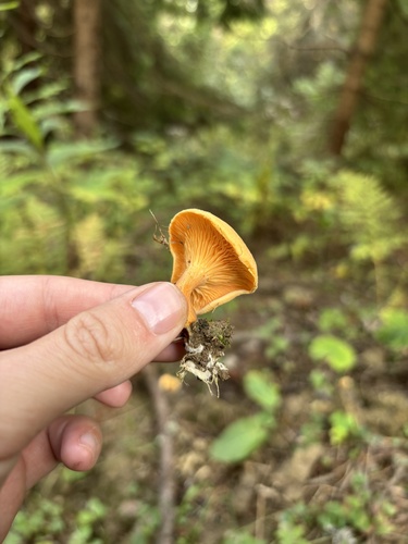 False Chanterelle