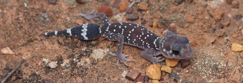 Thick-tailed Barking Gecko