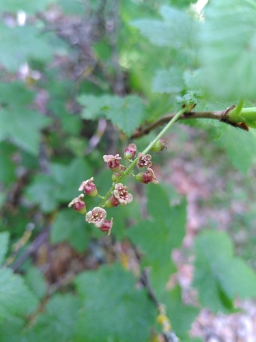 Image of Ribes petraeum by (c) Yves Bas, some rights reserved (CC BY)