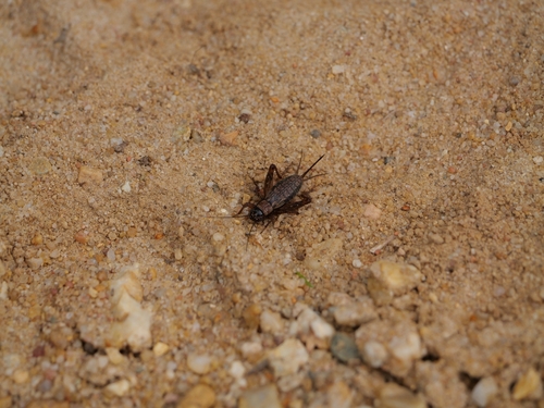 Wood Cricket