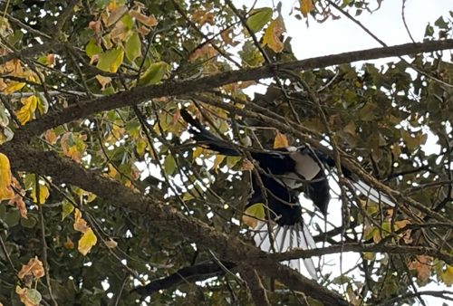 Eurasian Magpie