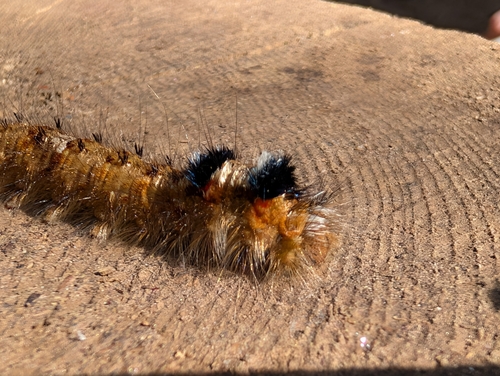 Pine-tree Lappet