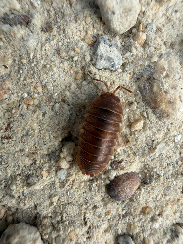 Nosy Pill Woodlouse
