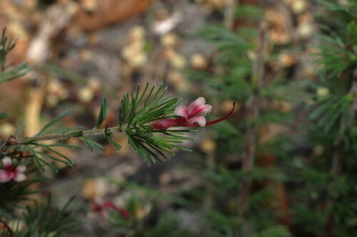 Adenanthos macropodianus (Adenanthos macropodianus)
