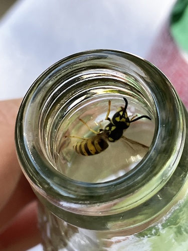 German Yellowjacket