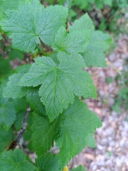 Ribes petraeum