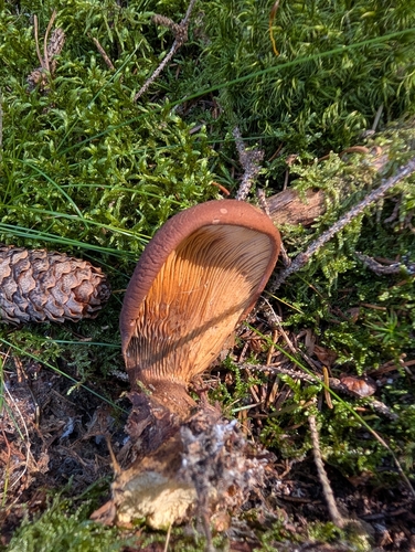Velvet-footed Tap