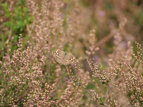 Speckled Wood