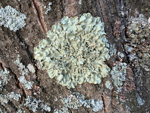 common greenshield lichen