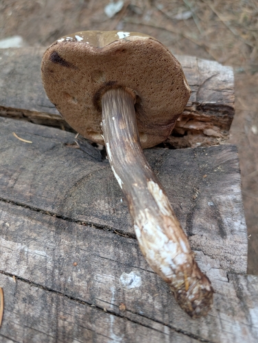 Dusky Bolete