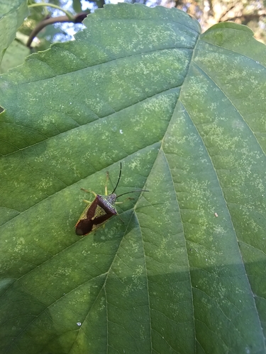 Hawthorn Shield Bug