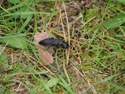 Devil's Coach Horse Beetle