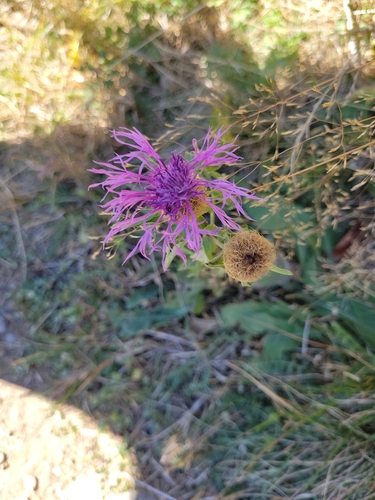 Centaurea phrygia pseudophrygia