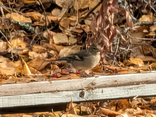 Common Chaffinch