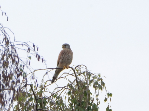 Eurasian Kestrel
