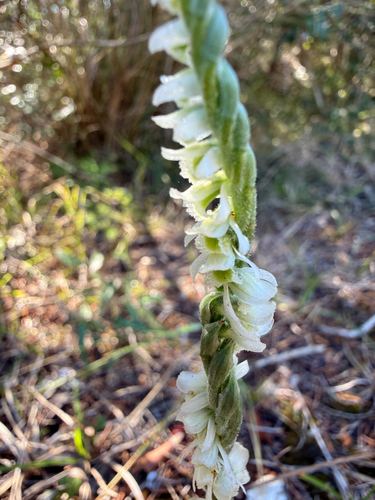 Autumn Ladies' Tresses