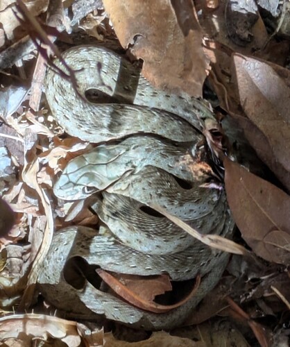 Western Montpellier Snake
