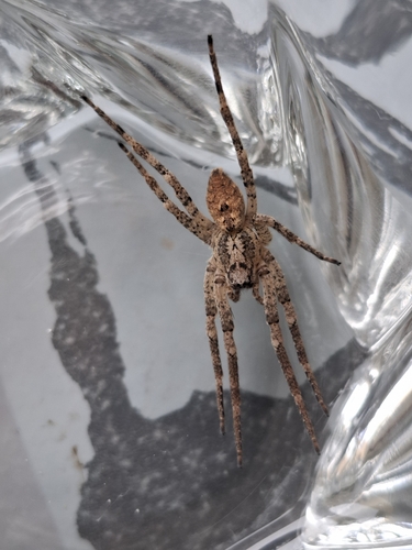 Mediterranean Spiny False Wolf Spider