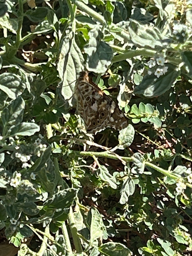 Painted Lady