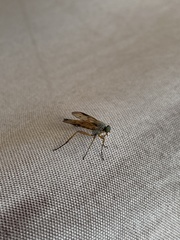 Rhagio vitripennis