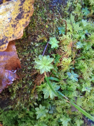 Rose Moss