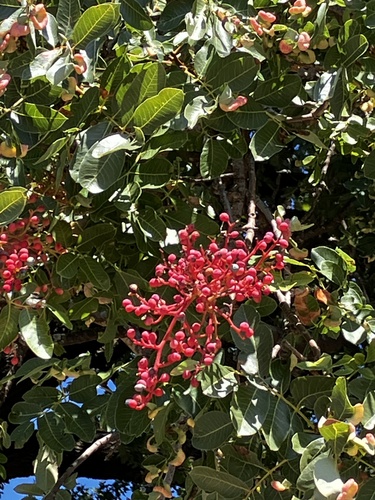 terebinth