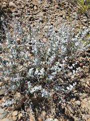 Brickellia nevinii