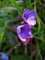Pulmonaria affinis