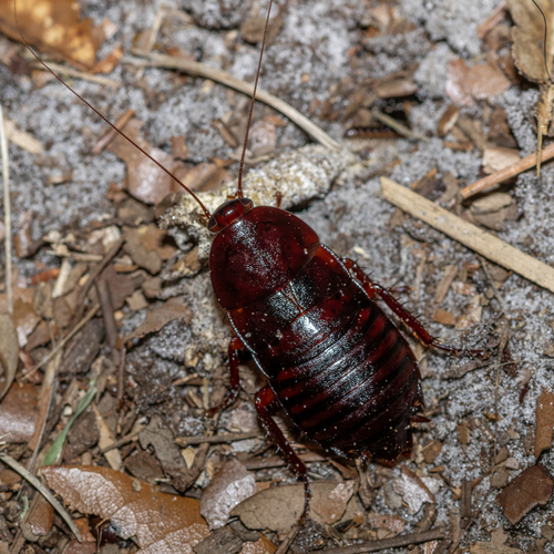 Florida Woods Cockroach photo 4