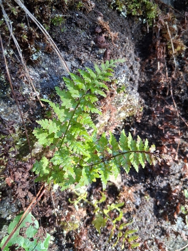 brittle bladderfern