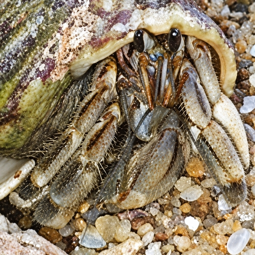 Tawny Hermit Crab
