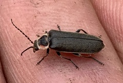 Atalantycha dentigera