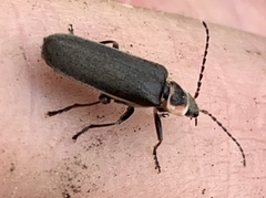 Atalantycha dentigera