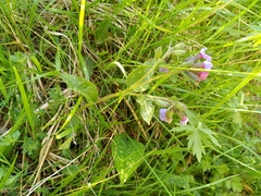 Pulmonaria affinis