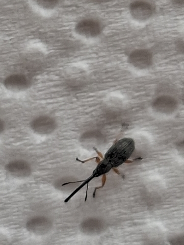 Hollyhock Weevil