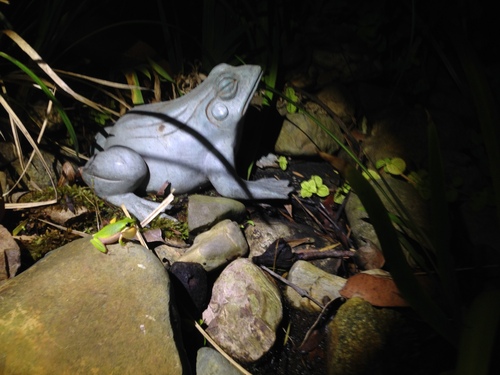 Eastern Dwarf Tree Frog, Queensland, AU, photo 8 of 10