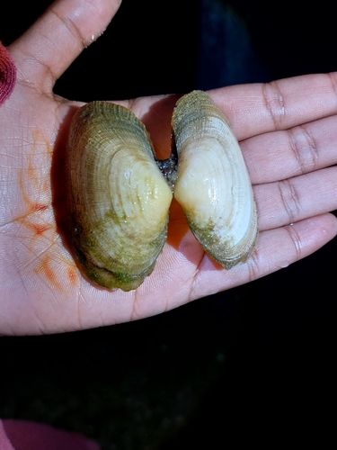 Asaphis deflorata observed 2026-09-26