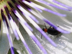 Luperomorpha xanthodera