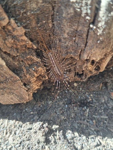 House Centipede