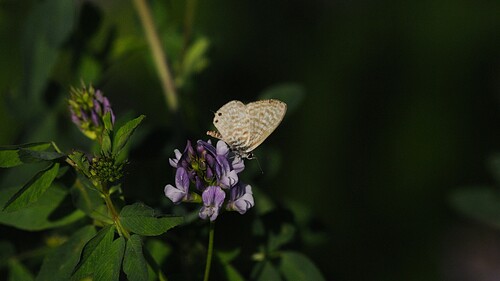 Lang's Short-tailed Blue