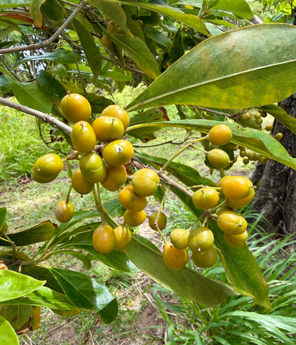 Pittosporum ferrugineum observed 2026-09-27