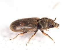 Heterocerus fenestratus